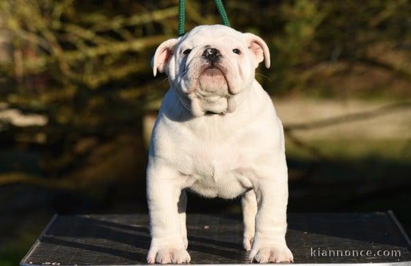 chiot bulldog anglais lof mâle a donner 