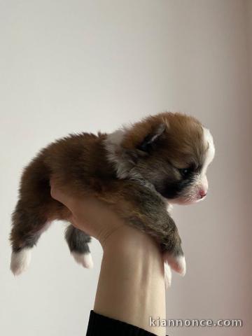 Chiot spitz allemand race pure a donner 