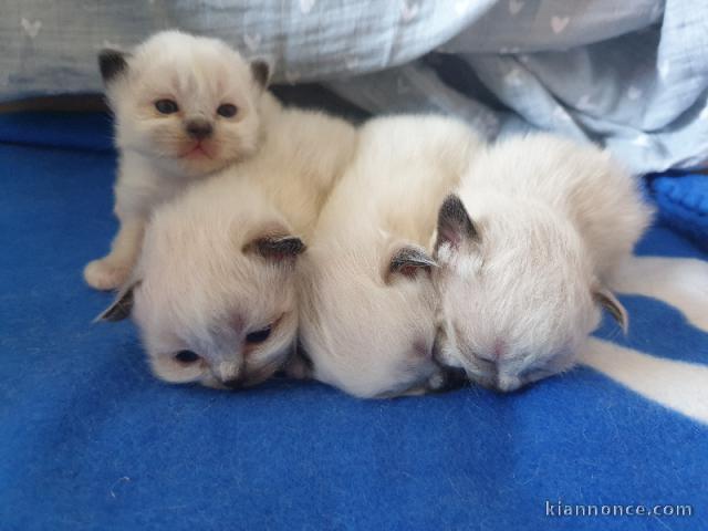 Adoption chatons sacré brimanie disponible 