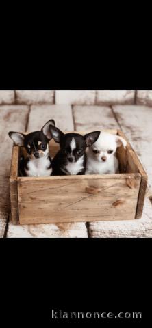 Chiot chihuahua disponible pour adoption 
