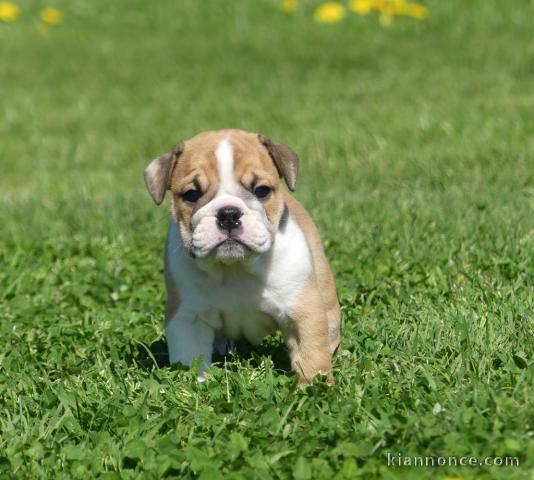 Bébé chiot bulldog anglais a donner 