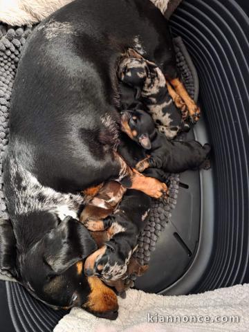 chiot Teckels alerquin a donner 