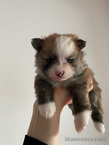 Chiot spitz allemand race pure 