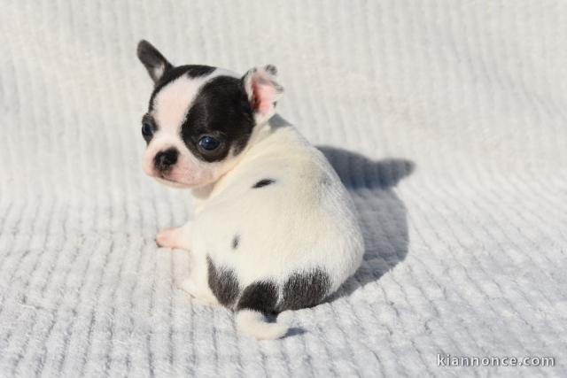 chiot chihuahua à adopter 