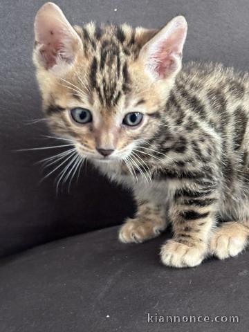 2 Magnifiques Chatons bengal