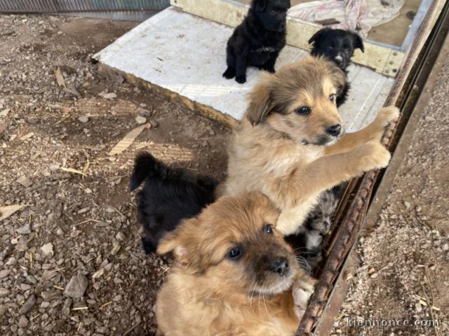 chiots berger des pyrénées a donner 