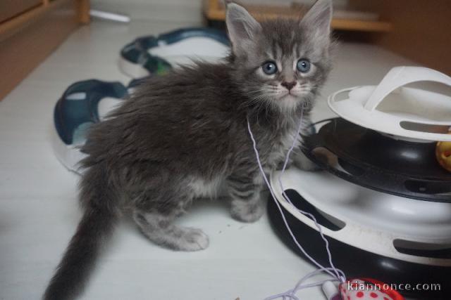Chaton Maine coon adorable pour adoption 