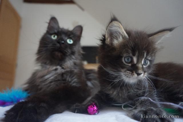 Bébé chaton Maine coon à adopter 