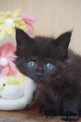 Chaton Maine coon noir disponible 