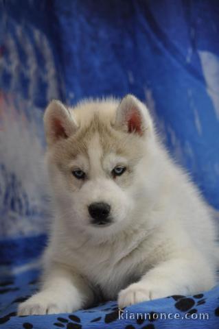 Bébé chiot husky a donner 