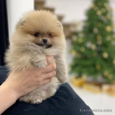 Chiot spitz nain disponible 