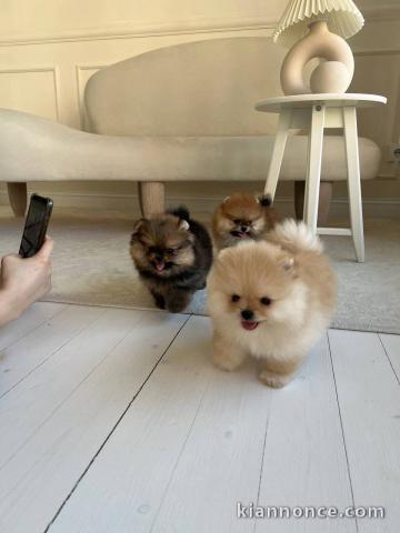 Bébé chiot spitz nain disponible 