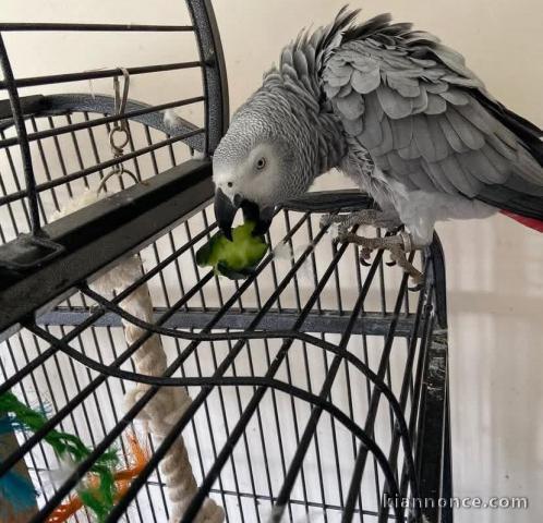 Perroquet gris Gabon disponible à donner 