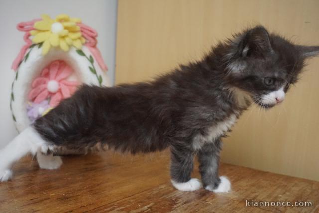 Chaton Maine coon adorable a donner 