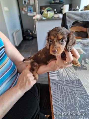 Chiot Teckel à adopter 