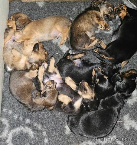 Adoption chiot teckel disponible 