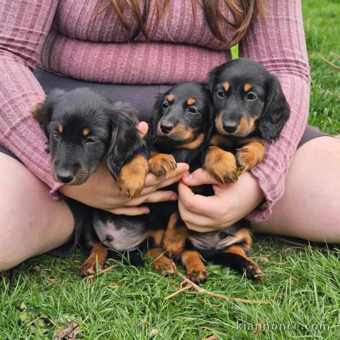 Dons chiot Teckels nain disponible 