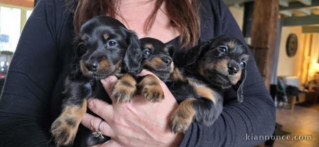 Annonce des chiots teckel disponible 
