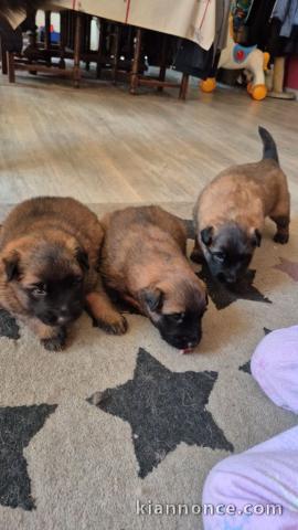 Chiot berger belge à donner 