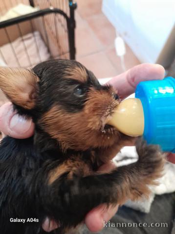 chiot Yorkshire femelle a donner 