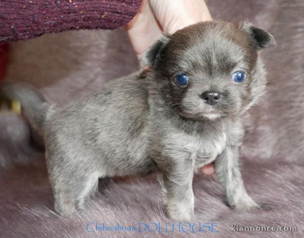 Chiot chihuahua femelle a donner 