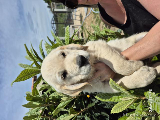 Je donne chiot golden retriever mâle 