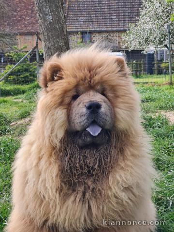 Chiots chow-chow à donner 
