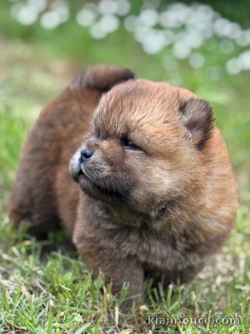 chiots chow-chow mâle a donner 