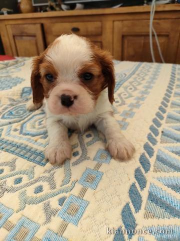 Bébé chiot cavalier king charle 