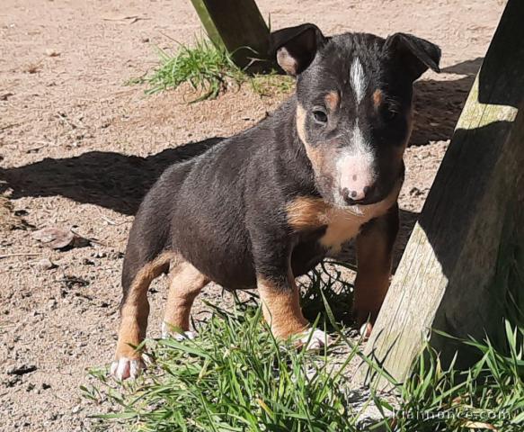 chiots bull terrier mâle a donner 