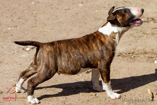 chiot bull terrier femelle a donner 