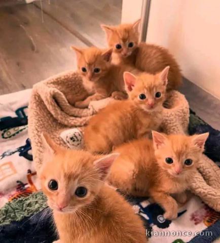 Chaton Maine coon roux a donner 