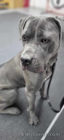 Chiots Cane Corso lof mâle a donner 