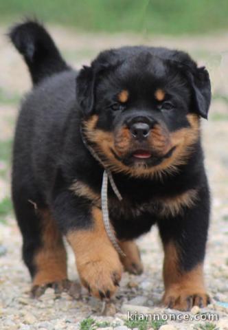 Chiots rottweiler à adopter 