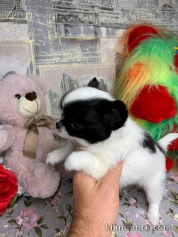 Chiots chihuahua à adopter 