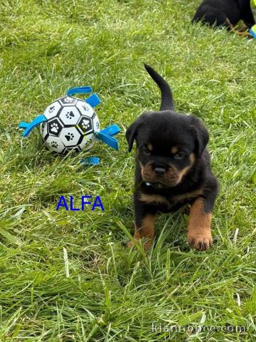 Chiots rottweiler à adopter 