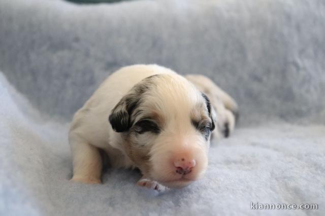 Chiots berger australien disponible pour adoption 