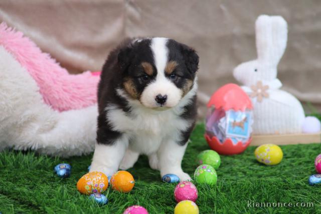 chiots berger australien disponible 