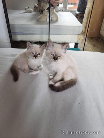 Chaton ragdoll femelle à adopter 