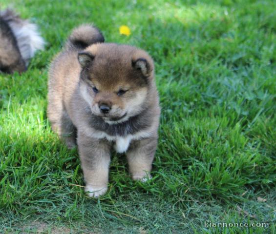 chiots Shiba inu a donner 