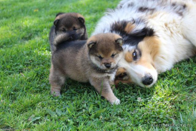 Je donne chiot Shiba inu disponible 