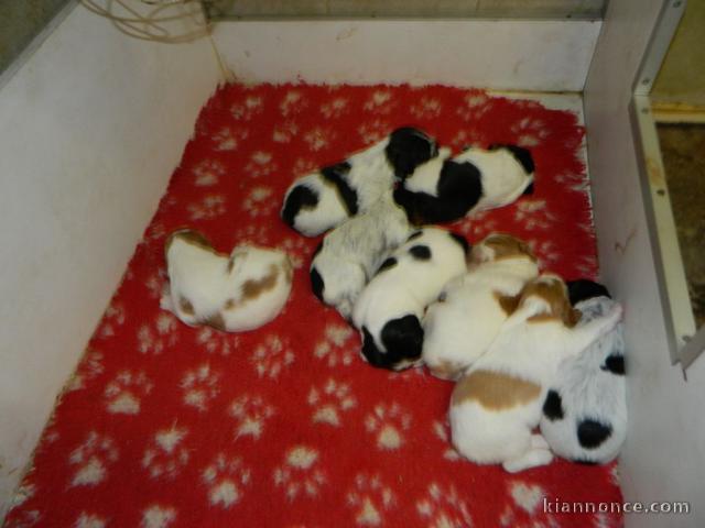 Chiots épagneul breton à adopter 