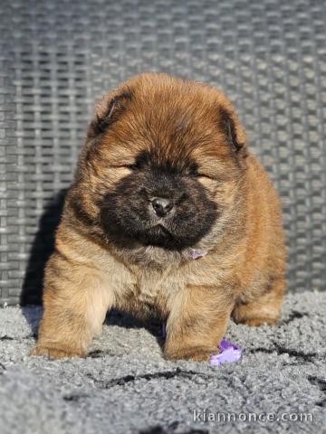 Chiots chow-chow mâle a donner 