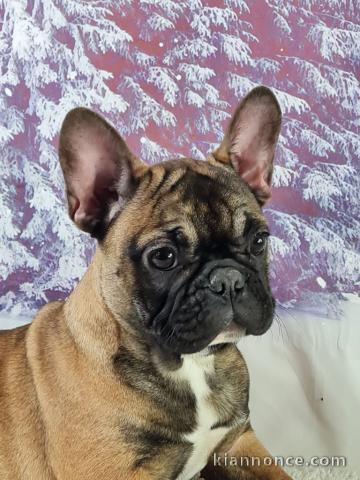 Chiots bouledogue français à donner 