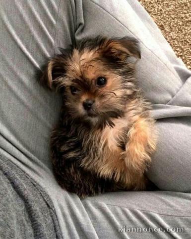 chiots Yorkshire femelle a donner 