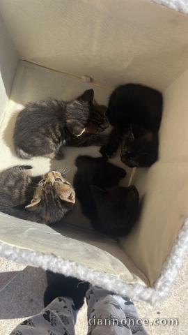 chaton Maine coon adorable disponible 