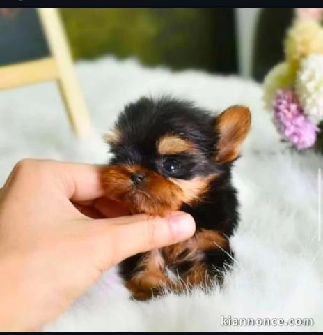 chiots Yorkshire mâle a donner 