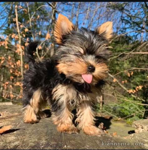 chiots Yorkshire terrier mâle disponible 
