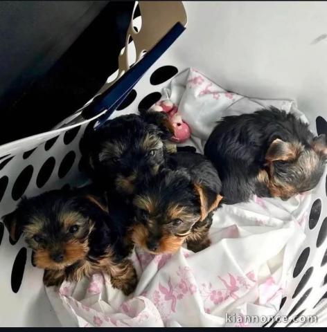 Adoption chiot Yorkshire terrier disponible 