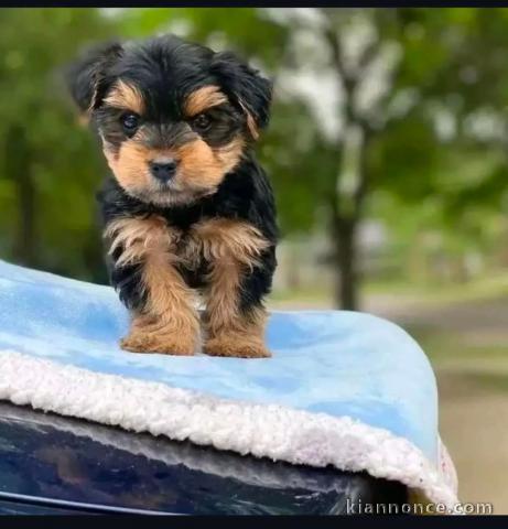 Je donne chiot York disponible 